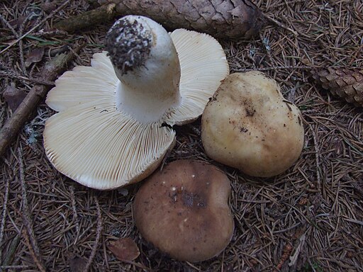 Wiesel-Täubling, Russula mustelina
