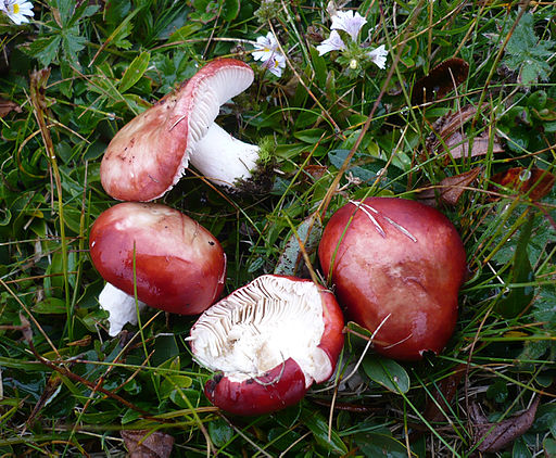 Hochgebirgs-Spei-Täubling