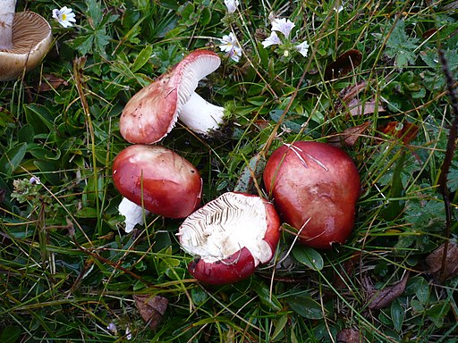 Hochgebirgs-Spei-Täubling, Russula nana