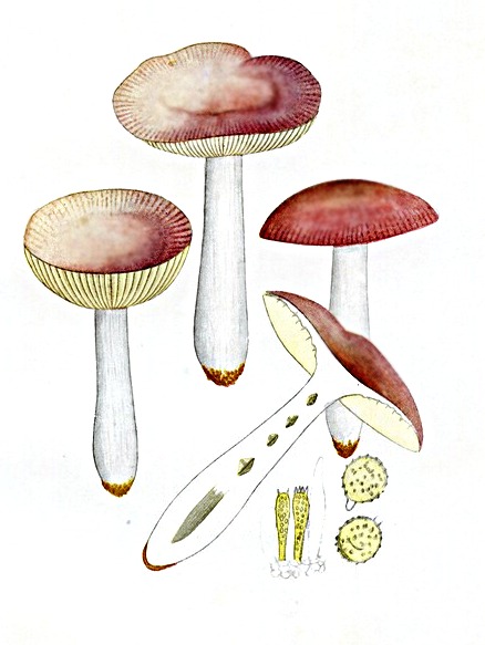 Geriefter Weich-Täubling, Russula nauseosa