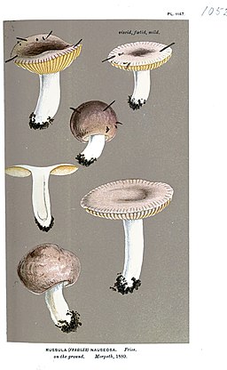 Geriefter Weich-Täubling, Russula nauseosa