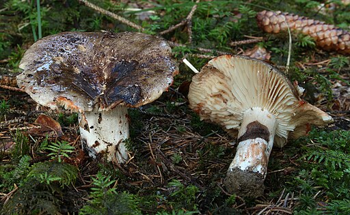 Dickblättriger Schwärz-Täubling