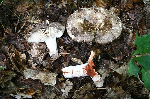 Dickblättriger Schwärz-Täubling, Russula nigricans