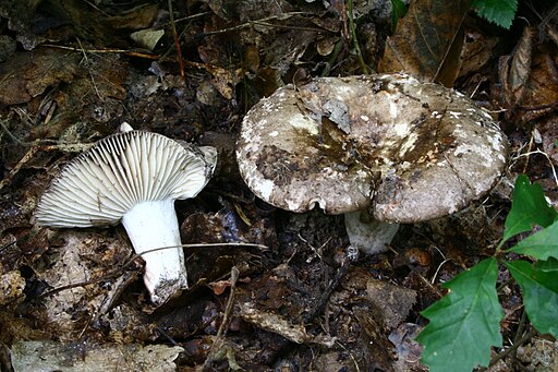 Dickblättriger Schwärz-Täubling, Russula nigricans