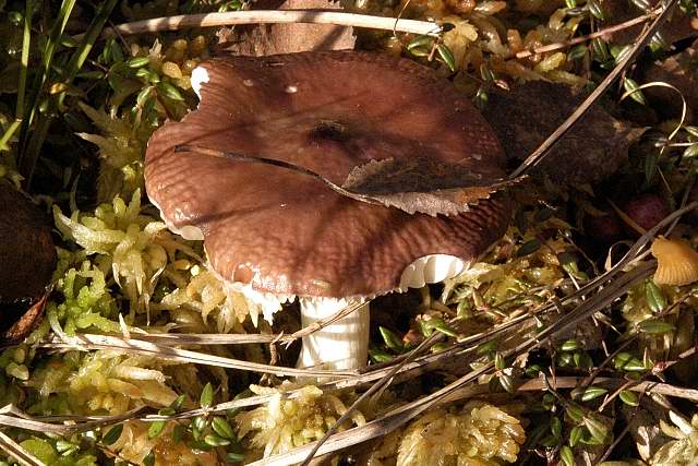 Milder Glanz-Täubling, Russula nitida
