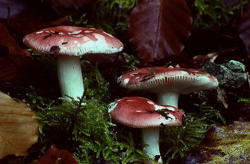 Buchen-Spei-Täubling