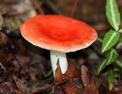 Buchen-Spei-Täubling, Russula nobilis