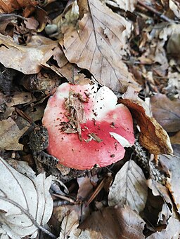 Buchen-Spei-Täubling, Russula nobilis