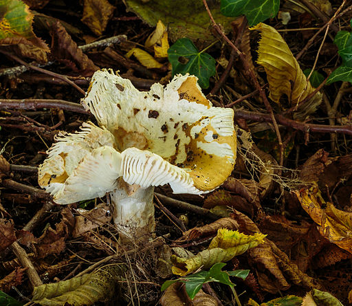 Ockertäubling, Russula ochroleuca