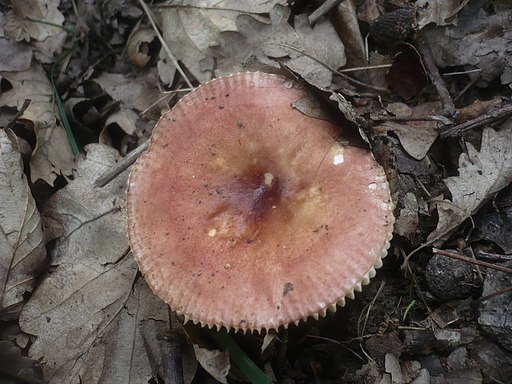 Duftender Täubling