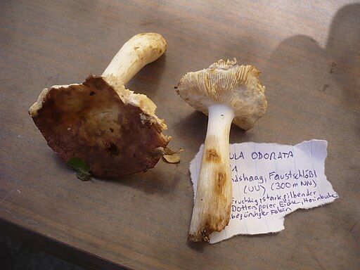 Duftender Täubling, Russula odorata