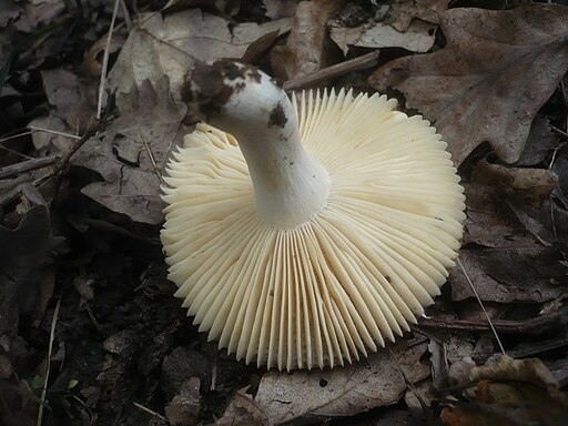 Duftender Täubling, Russula odorata