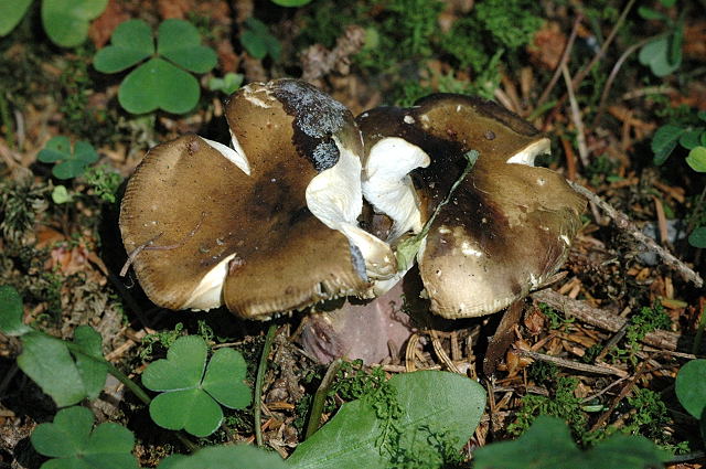 Rotstieliger Leder-Täubling