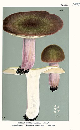 Rotstieliger Leder-Täubling, Russula olivacea
