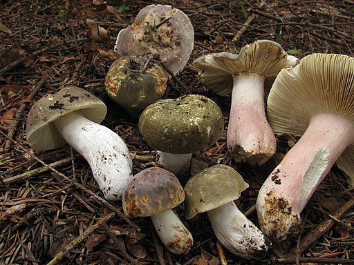 Rotstieliger Leder-Täubling, Russula olivacea