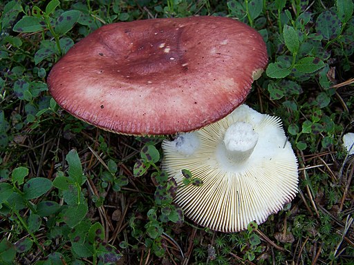 Apfel-Täubling, Russula paludosa