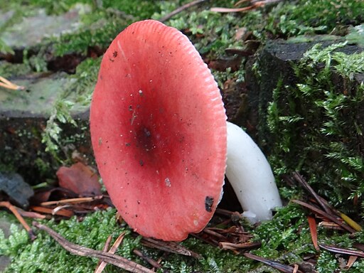 Apfel-Täubling, Russula paludosa