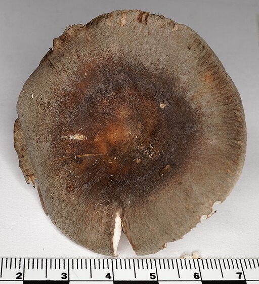 Blaugrüner Reif-Täubling, Russula parazurea