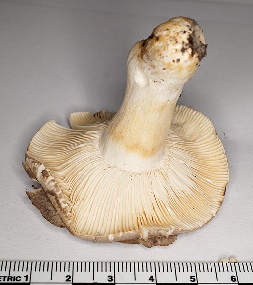 Blaugrüner Reif-Täubling, Russula parazurea