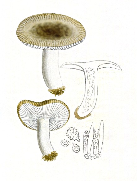 Schärflicher Kamm-Täubling, Russula pectinata