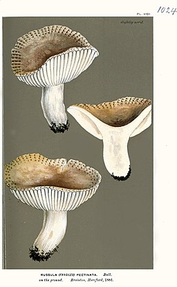 Schärflicher Kamm-Täubling, Russula pectinata