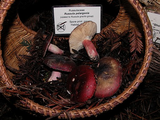 Espen-Täubling, Russula pelargonia