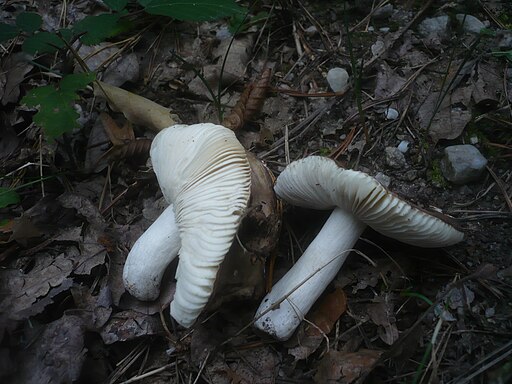 Espen-Täubling, Russula pelargonia