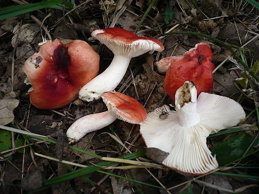 Schwachfleckender Täubling, Russula persicina
