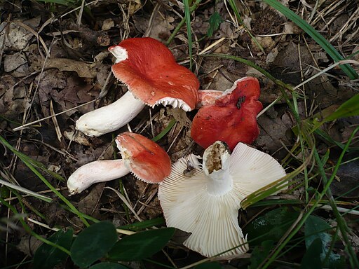 Schwachfleckender Täubling, Russula persicina