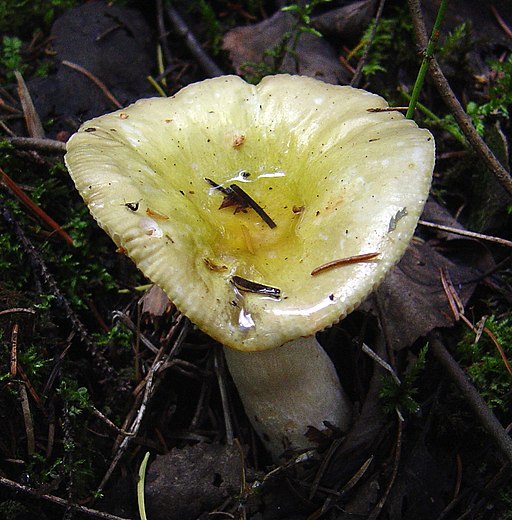 Grünverfärbender Täubling, Russula postiana