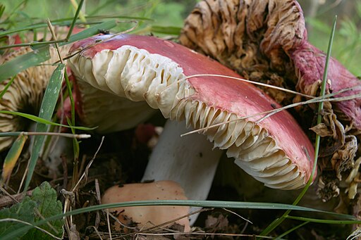 Ockerblättriger Zinnober-Täubling, Russula pseudointegra