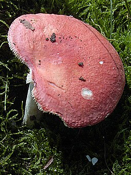 Ockerblättriger Zinnober-Täubling, Russula pseudointegra