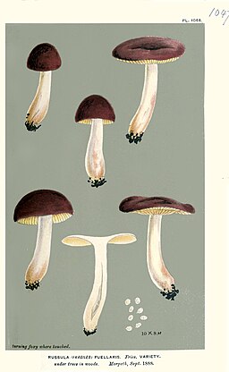 Milder Wachs-Täubling, Russula puellaris