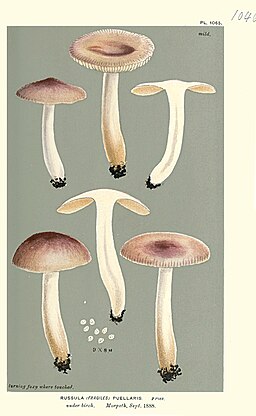 Milder Wachs-Täubling, Russula puellaris