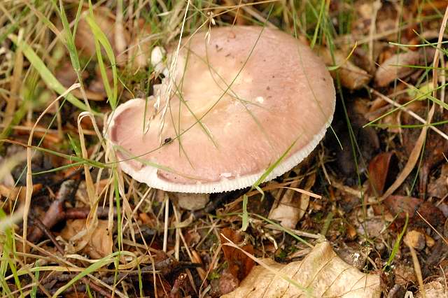 Buchen-Zwerg-Täubling, Russula puellula