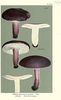 Stachelbeer-Täubling, Russula queletii