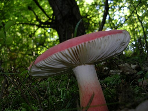 Stachelbeer-Täubling, Russula queletii