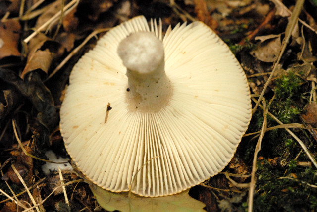 Blassgelber Täubling, Russula raoultii