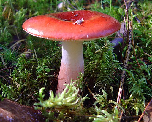 Flammenstiel-Täubling, Russula rhodopus
