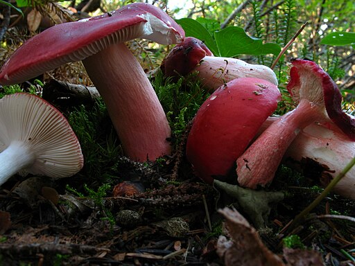Flammenstiel-Täubling, Russula rhodopus
