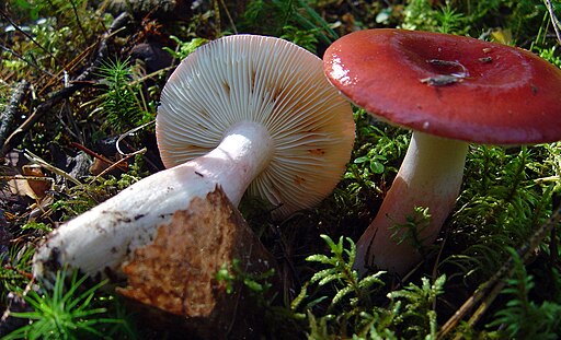 Flammenstiel-Täubling, Russula rhodopus