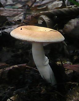 Wechselfarbiger Dotter-Täubling