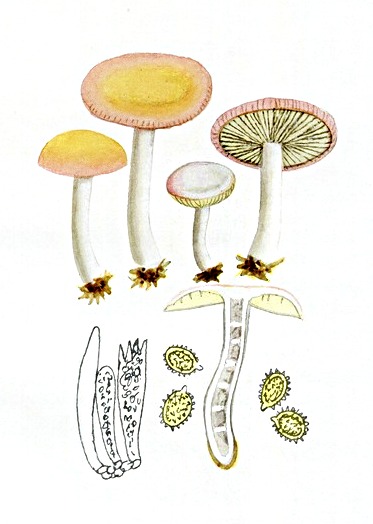 Wechselfarbiger Dotter-Täubling, Russula risigallina
