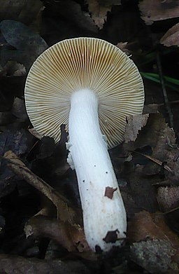 Wechselfarbiger Dotter-Täubling, Russula risigallina