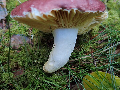 Weißstieliger Leder-Täubling