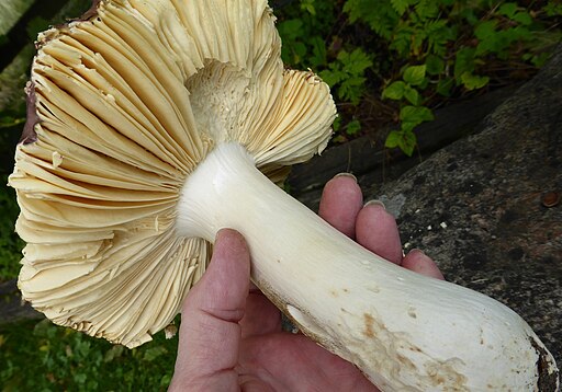 Weißstieliger Leder-Täubling, Russula romellii
