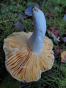 Weißstieliger Leder-Täubling, Russula romellii