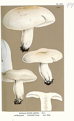 Harter Zinnober-Täubling, Russula rosea
