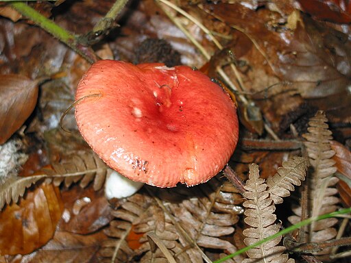 Harter Zinnober-Täubling, Russula rosea