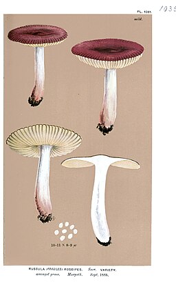 Rosastieliger Täubling, Russula roseipes